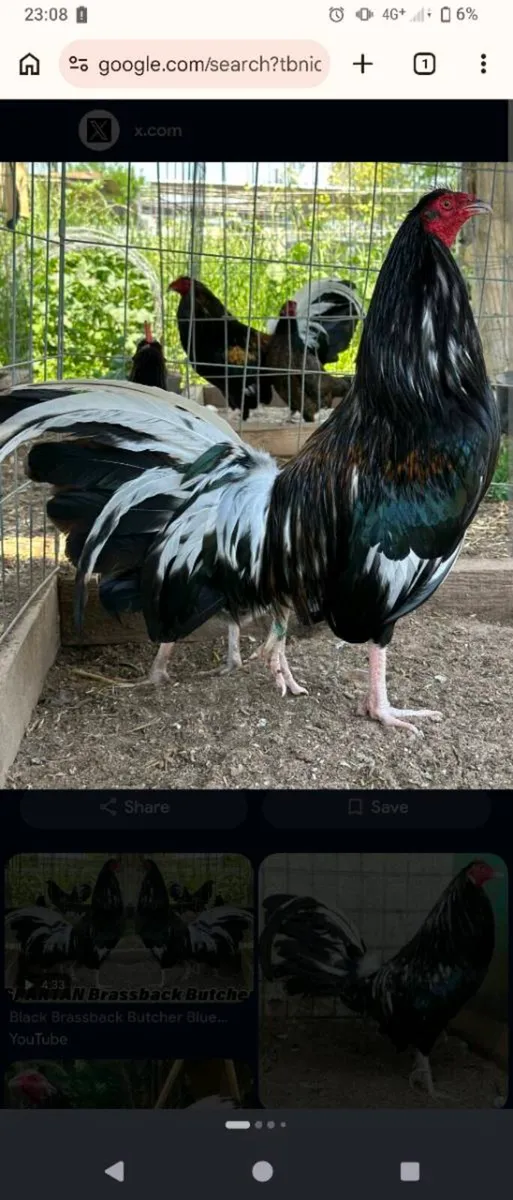 Rooster