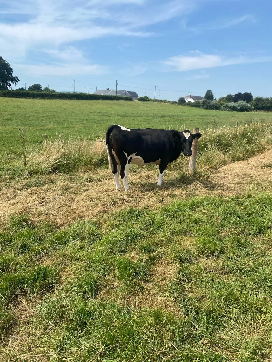 Maiden heifers - Image 1