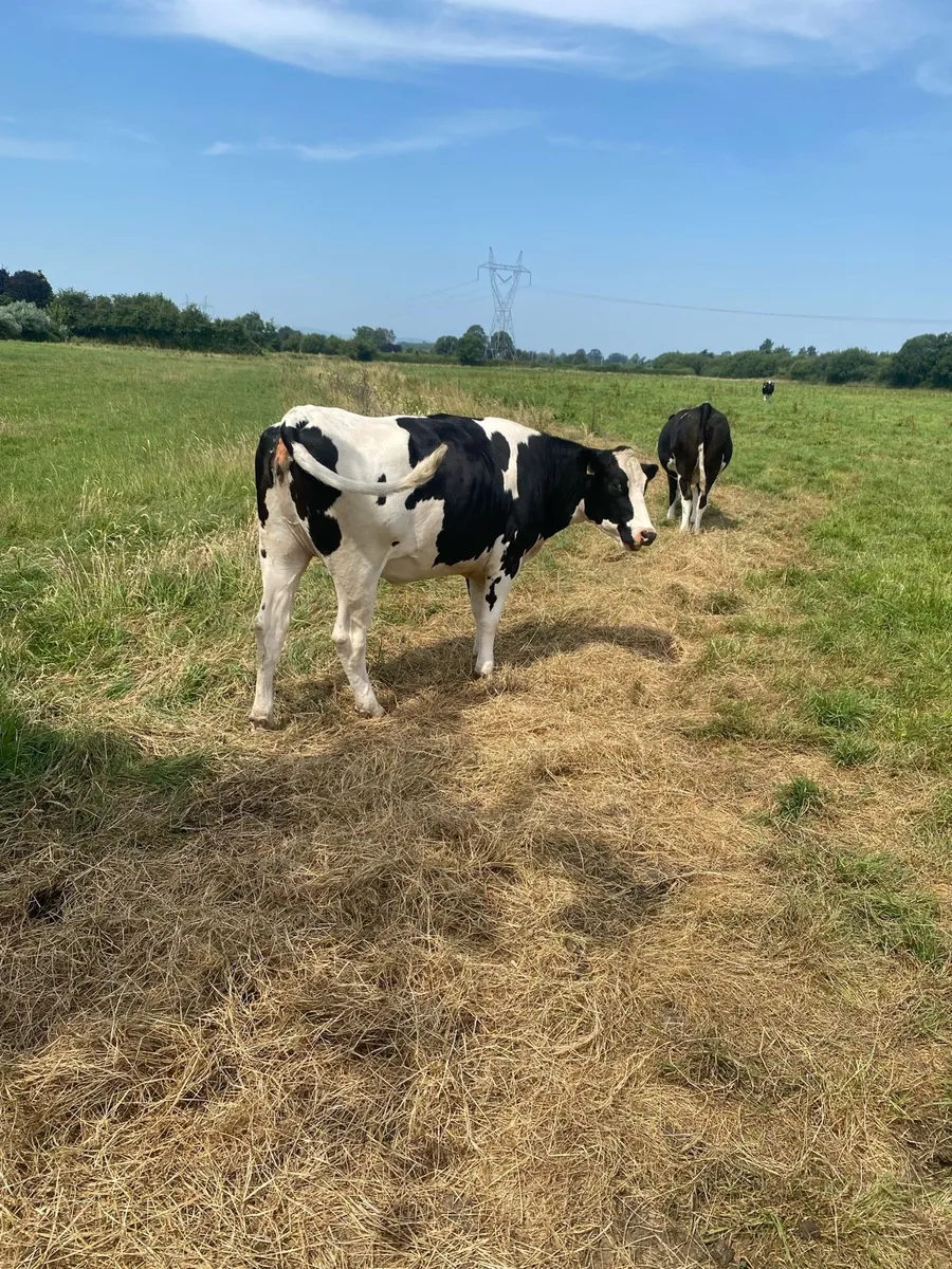 Maiden heifers - Image 2