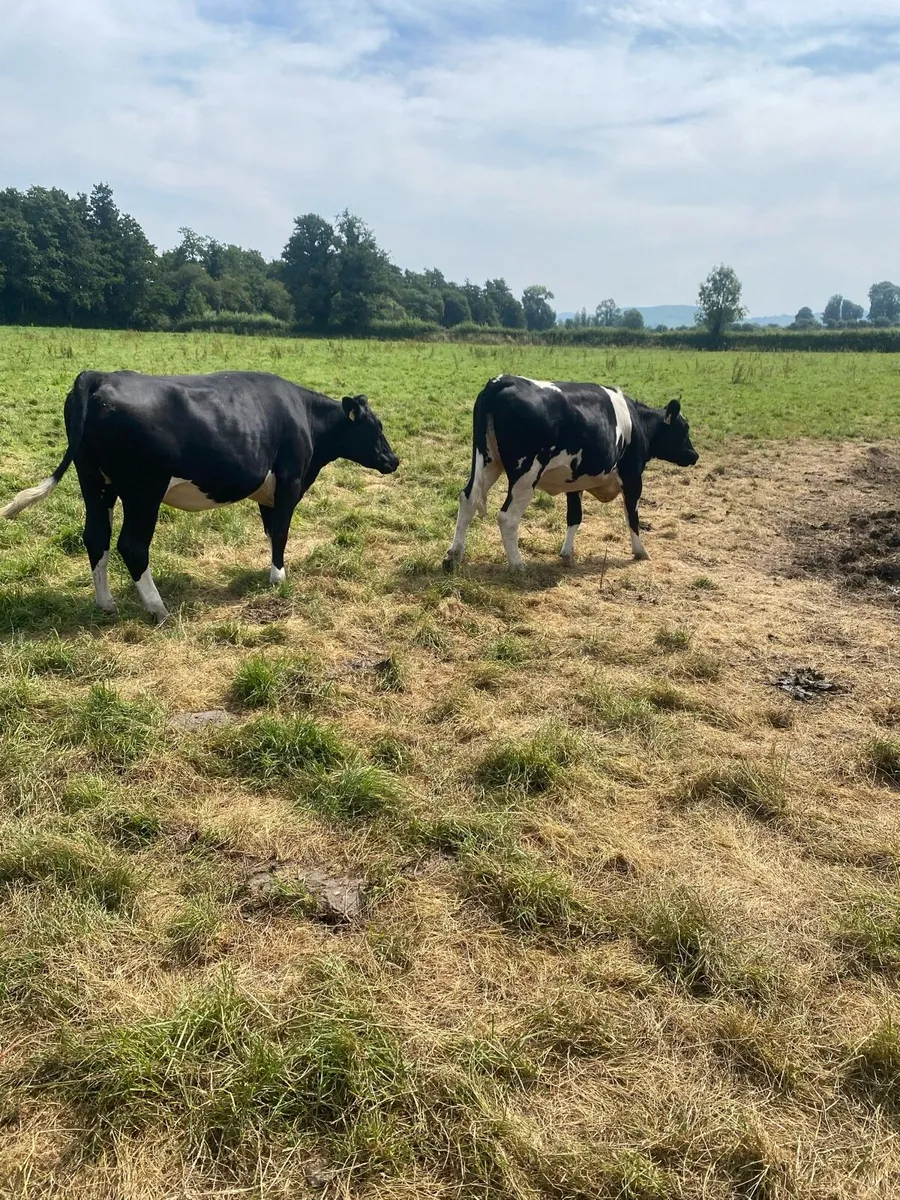 Maiden heifers - Image 3