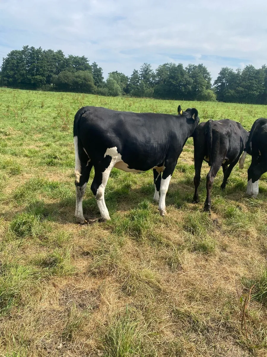 Maiden heifers - Image 4