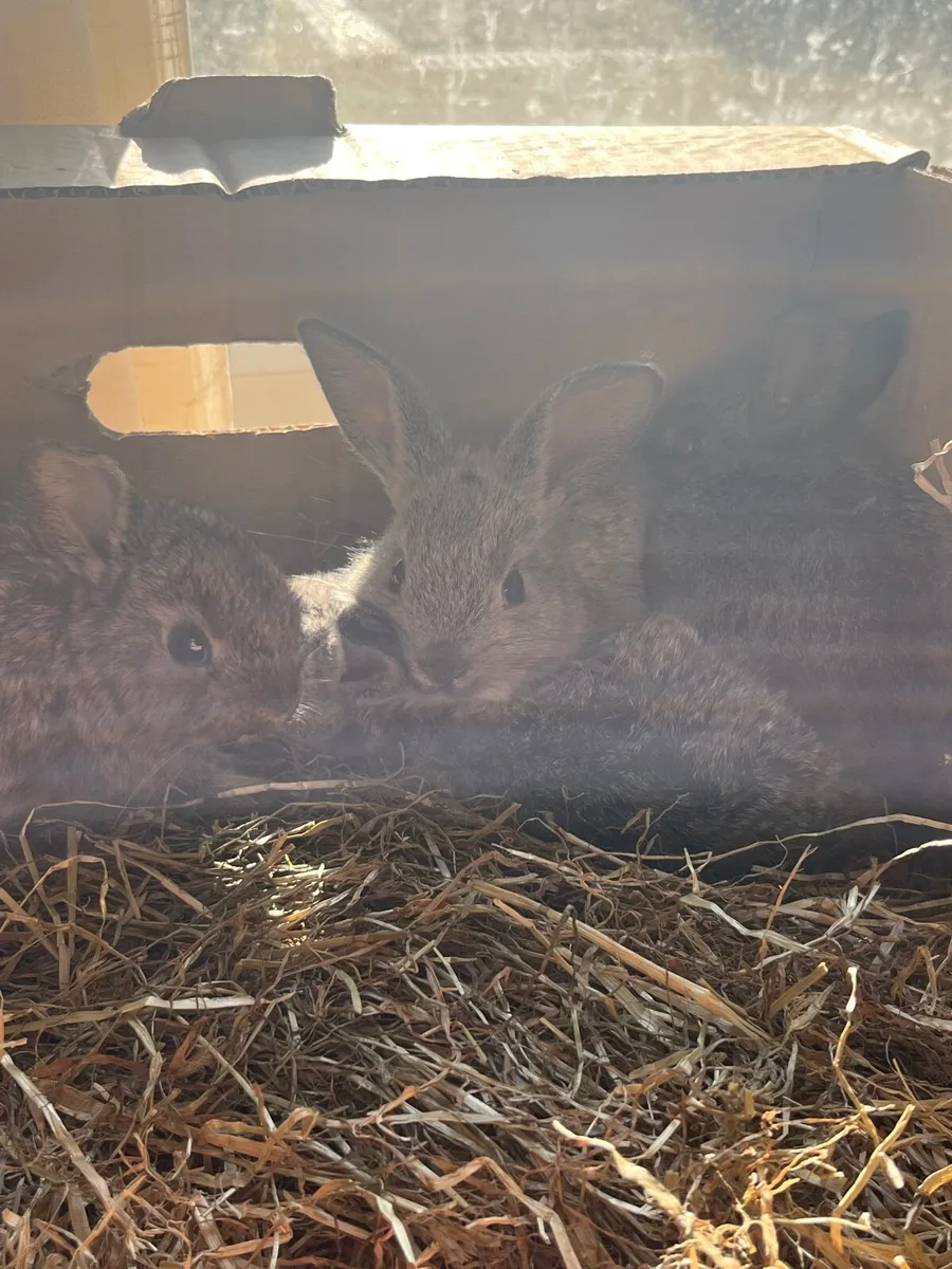 Baby Rabbits - Image 2
