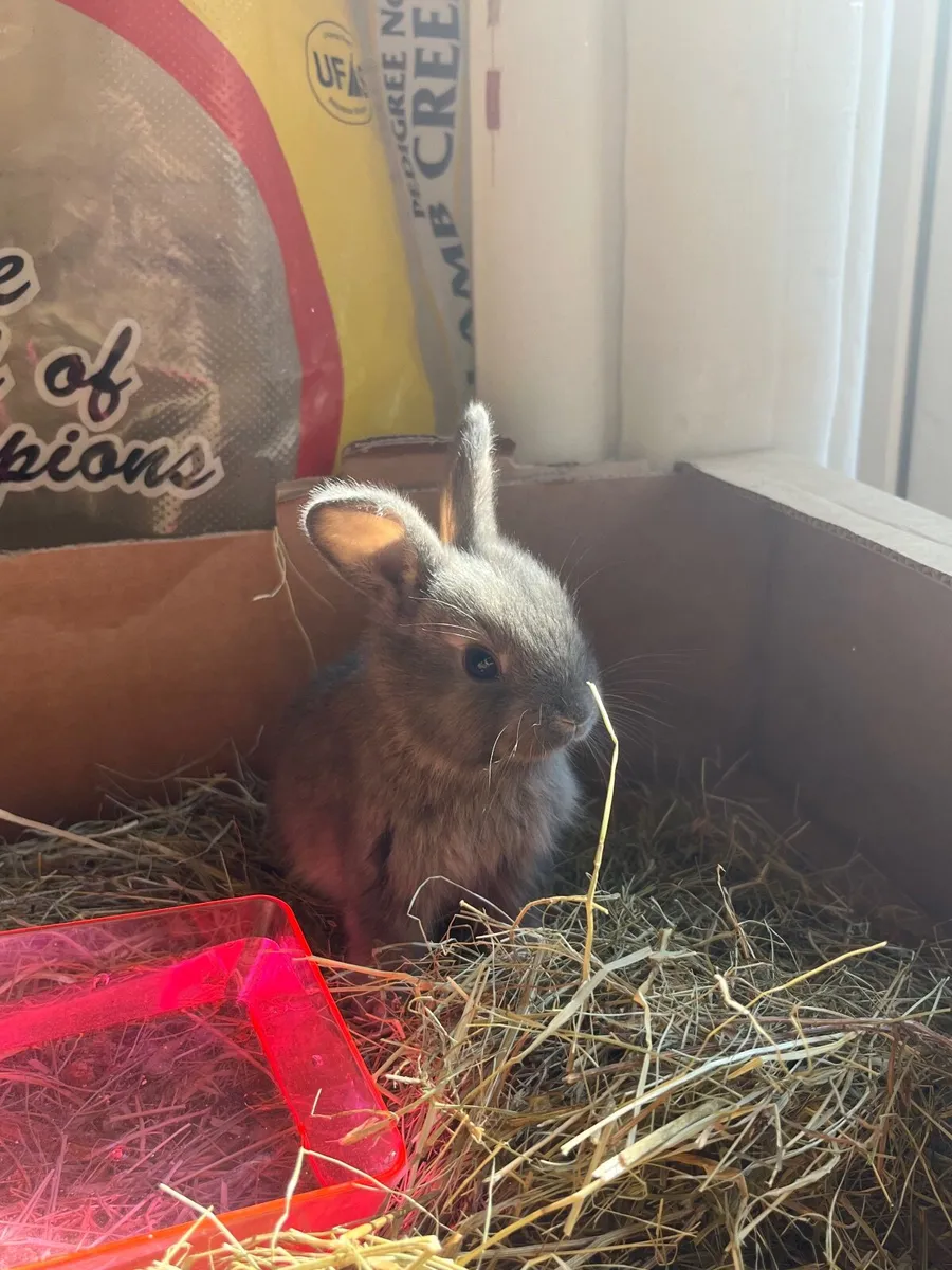 Baby Rabbits - Image 1