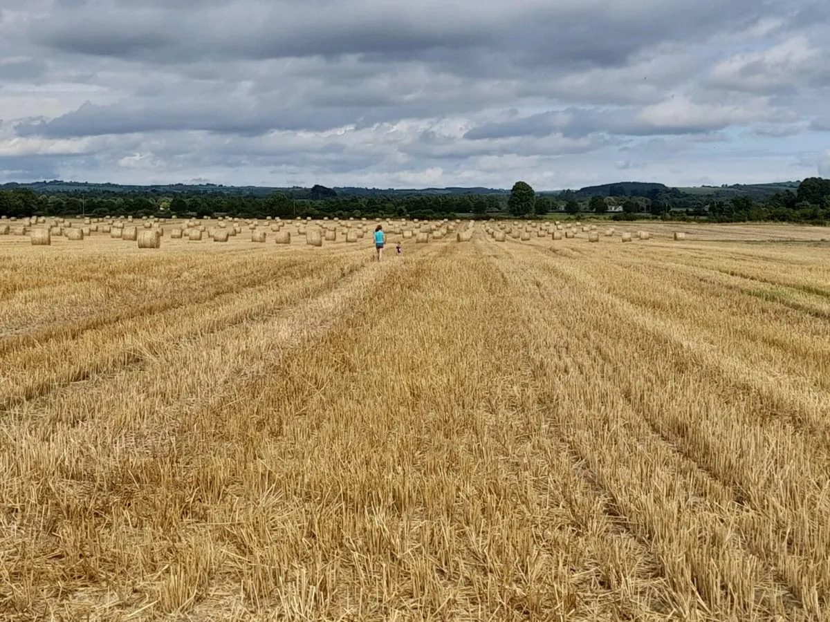 Straw for sale - Image 2