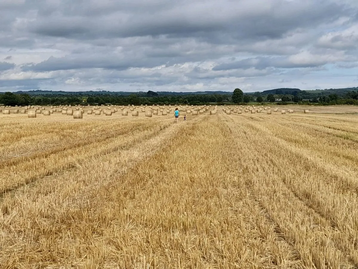 Straw for sale - Image 3