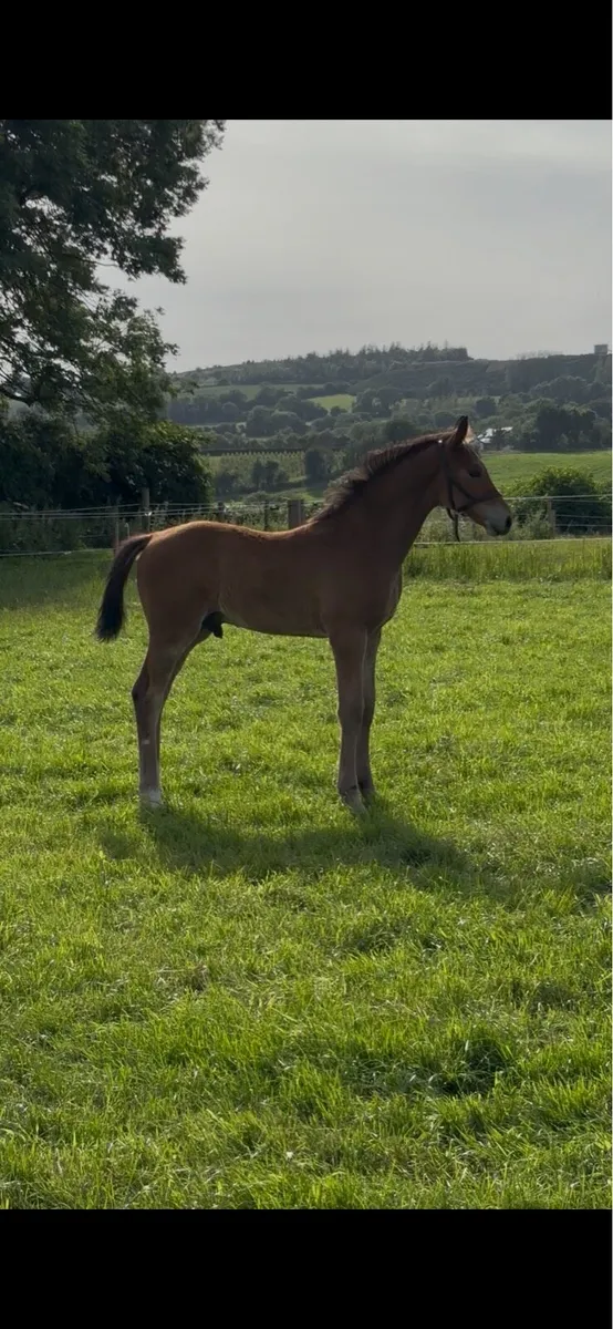 Der Senaat III Colt foal x Womanizer 1.30 dam - Image 1
