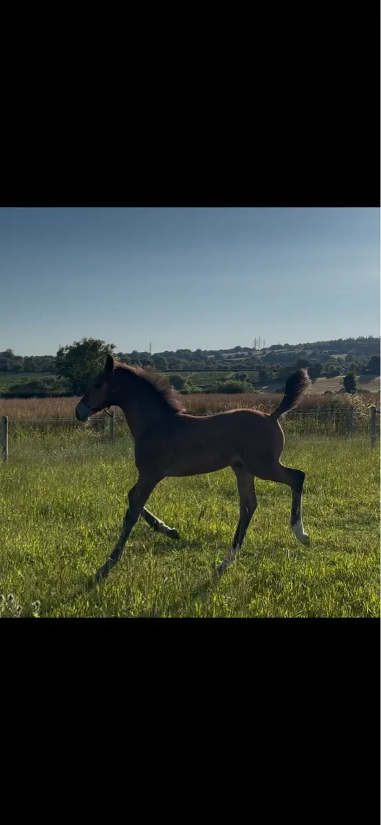 Der Senaat III Colt foal x Womanizer 1.30 dam - Image 2