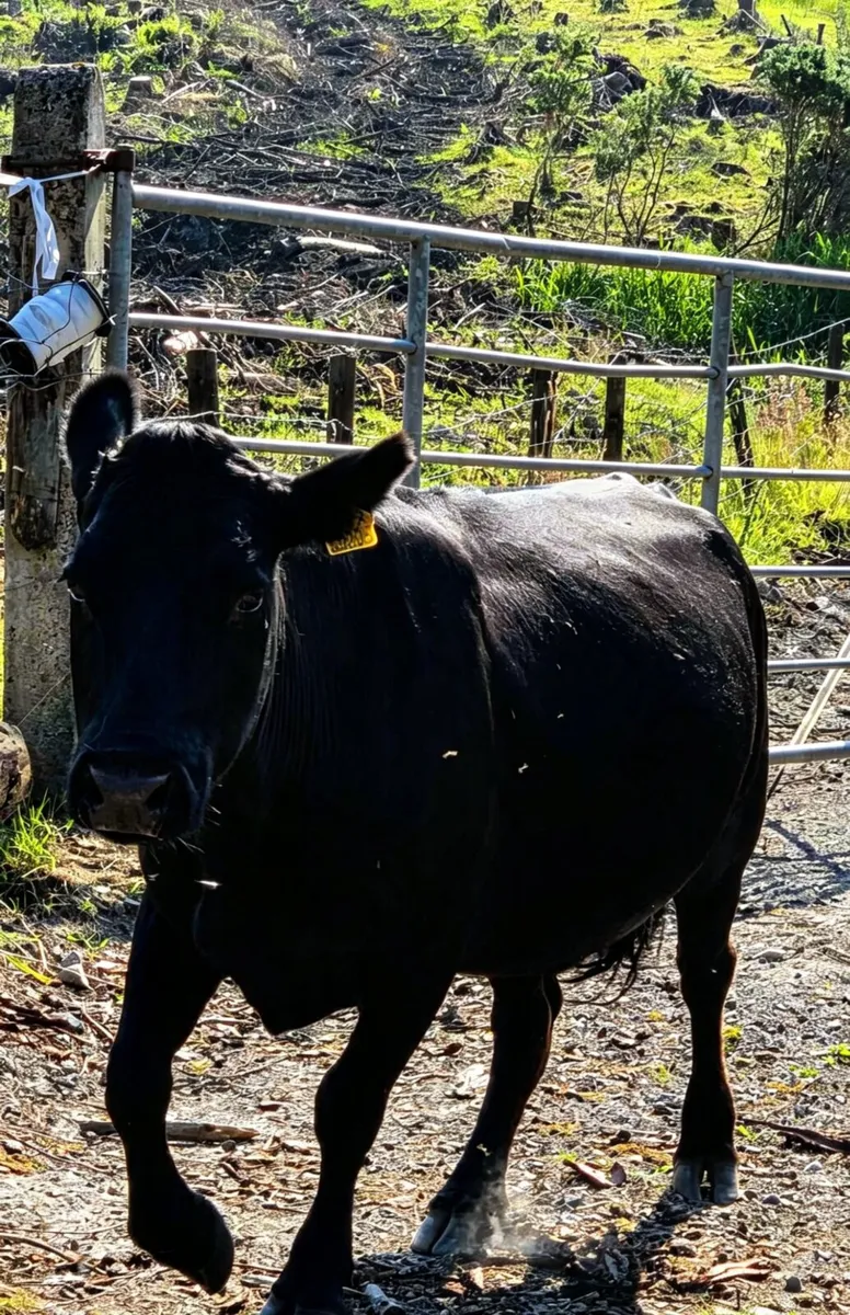 2019 DEXTER Cow - Image 1