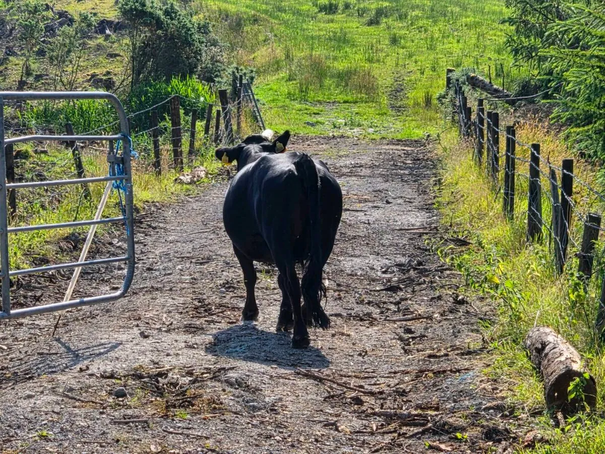 2019 DEXTER Cow - Image 2