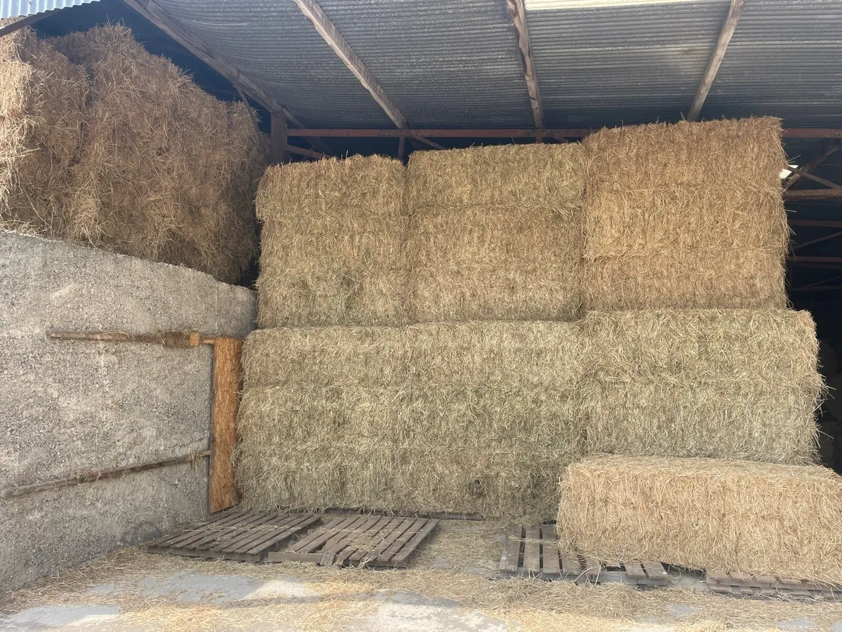 2025 Horse Hay for sale - Image 2