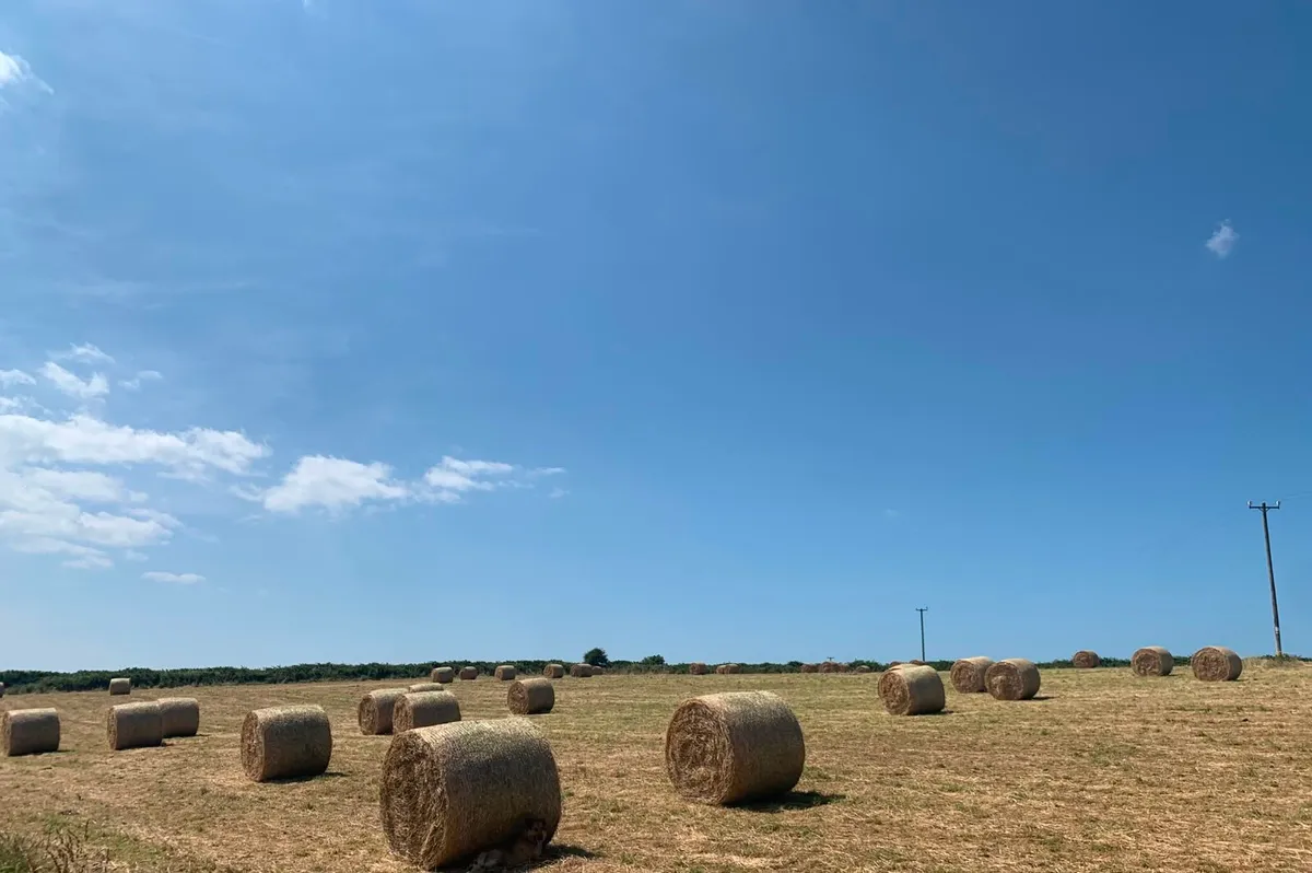 Top quality organic hay - Image 1