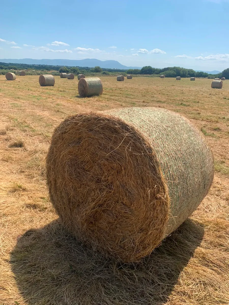 Top quality organic hay - Image 2