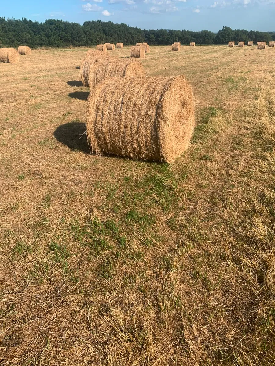 Top quality organic hay - Image 3
