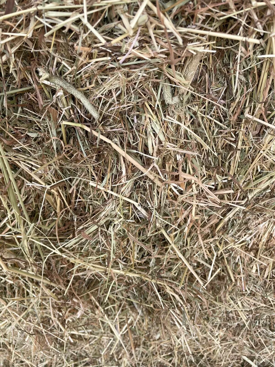 2025 Horse Hay for sale - Image 3