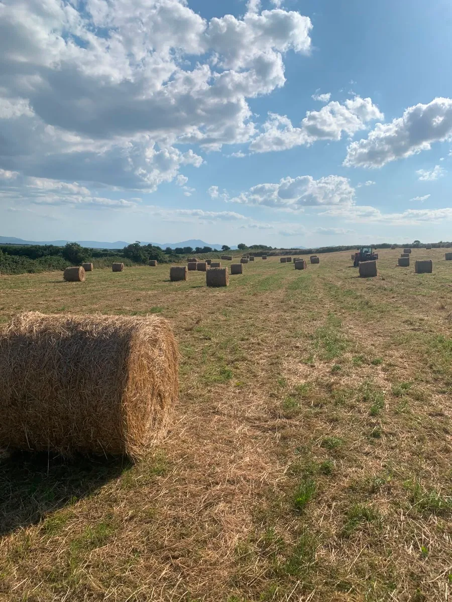 Top quality organic hay - Image 4