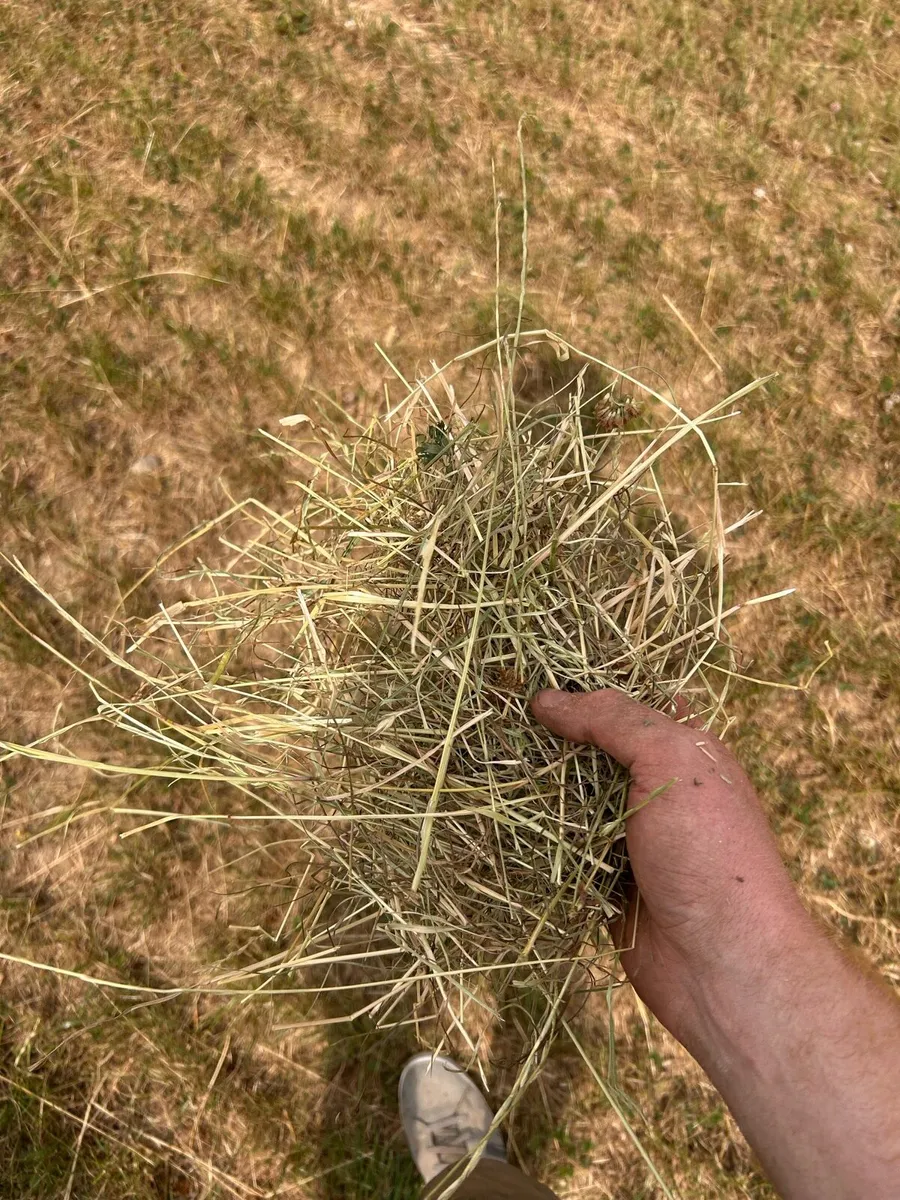 1st crop horse hay - Image 1