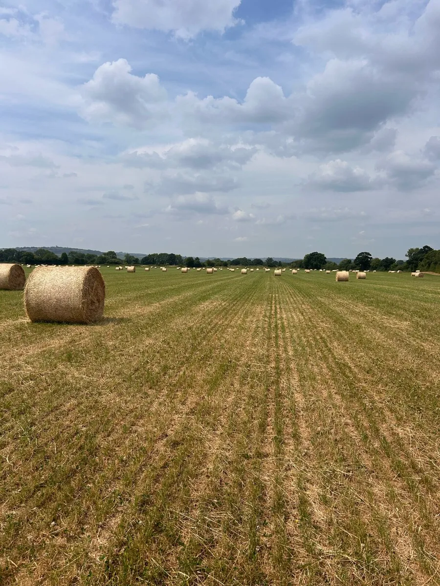1st crop horse hay - Image 2