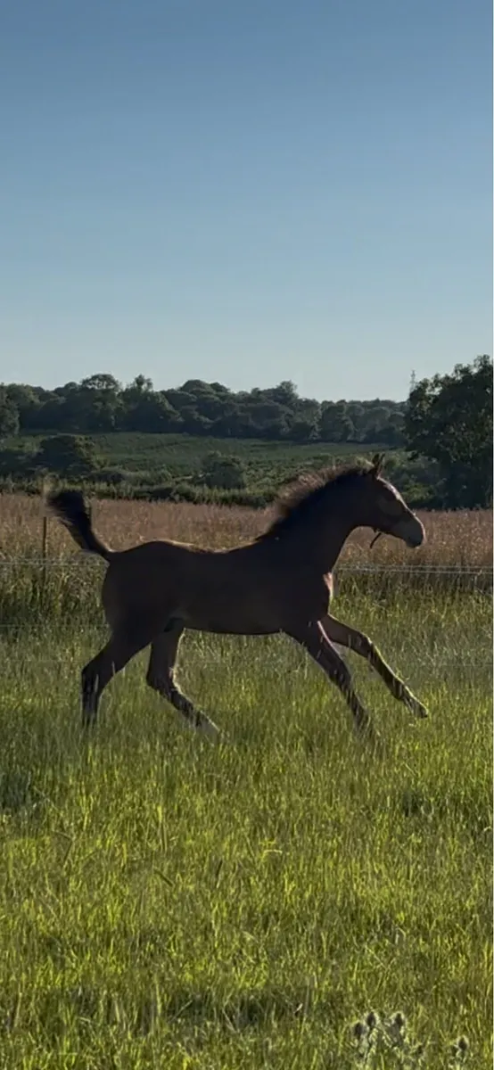 Der Senaat III Colt foal x Womanizer 1.30 dam - Image 3