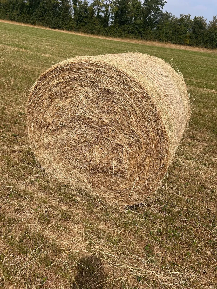 1st crop horse hay - Image 3