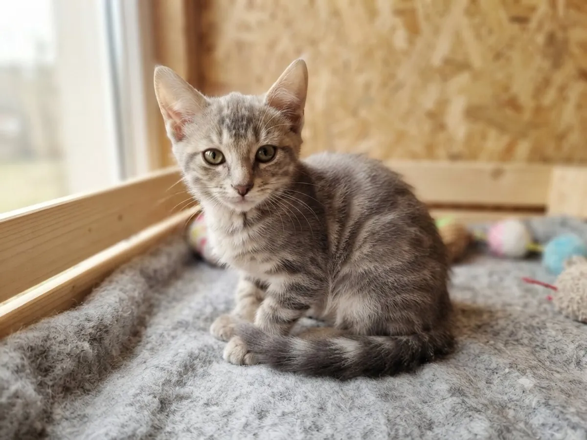 Beautiful Kittens, Blue And White - Image 2