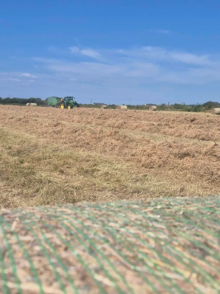 Hay silage straw maize - Image 4
