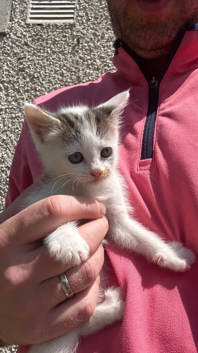 Kitten for sale - Image 2