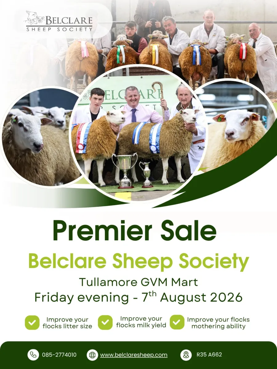 💥Belclare Premier Sale 7th August💥 - Image 1