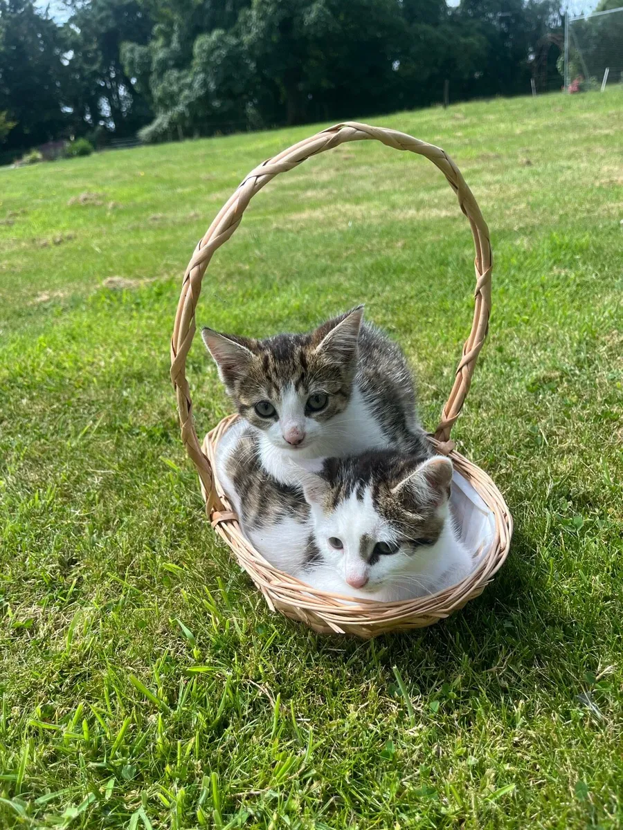 Kittens - Image 1