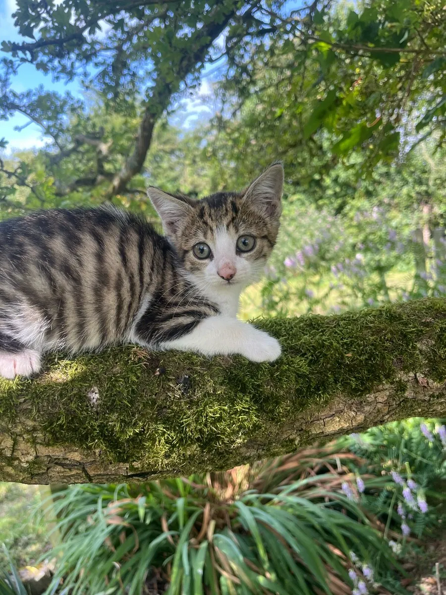 Kittens - Image 2