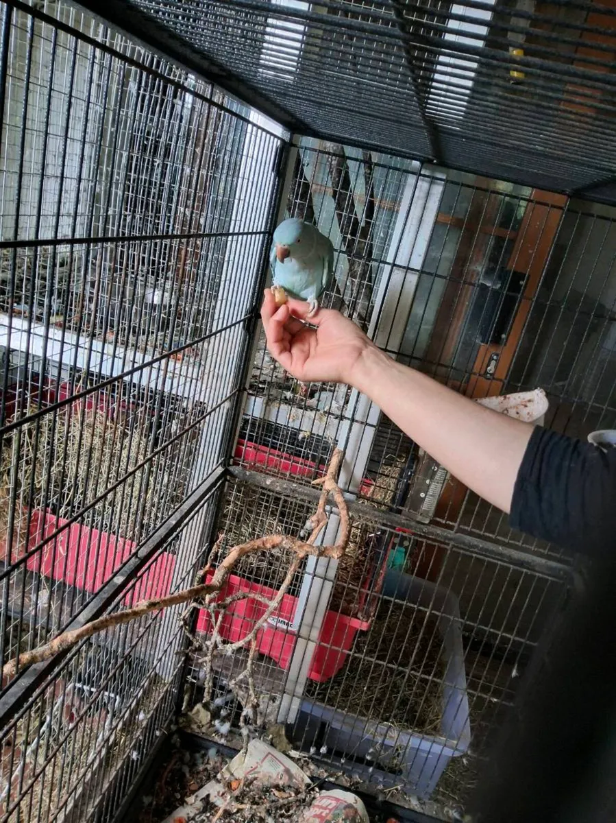 Ringneck - Image 1