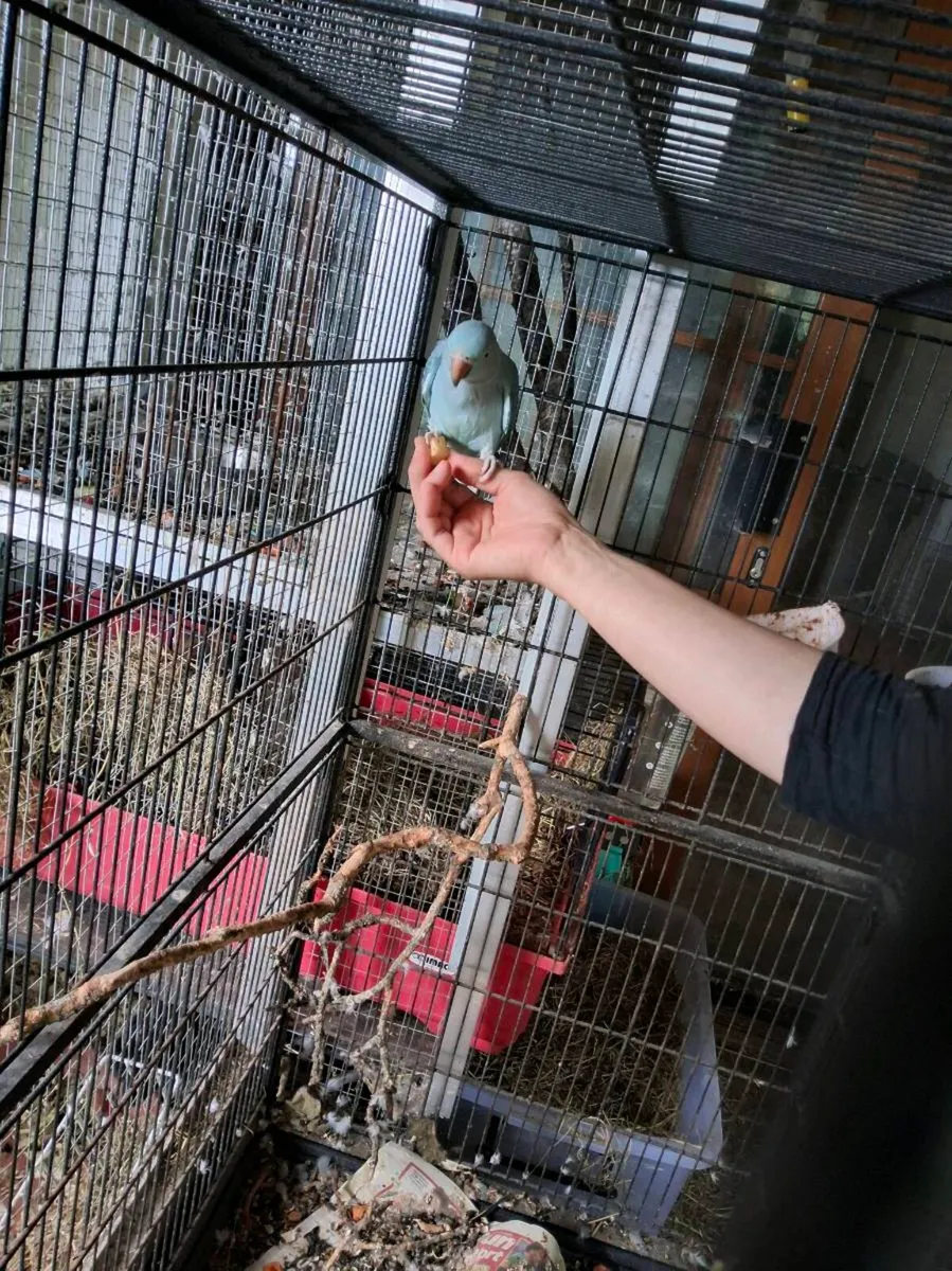 Ringneck - Image 2