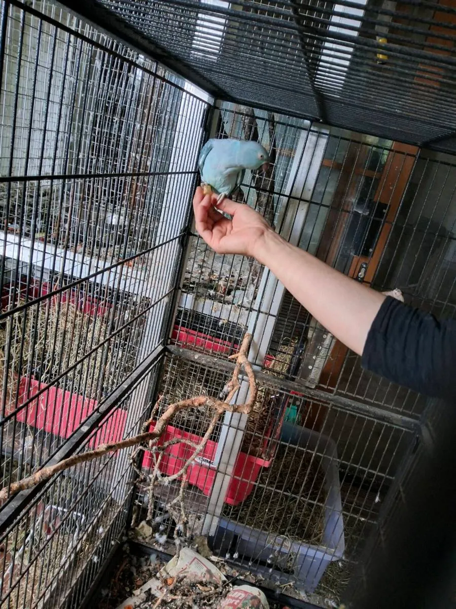 Ringneck - Image 3