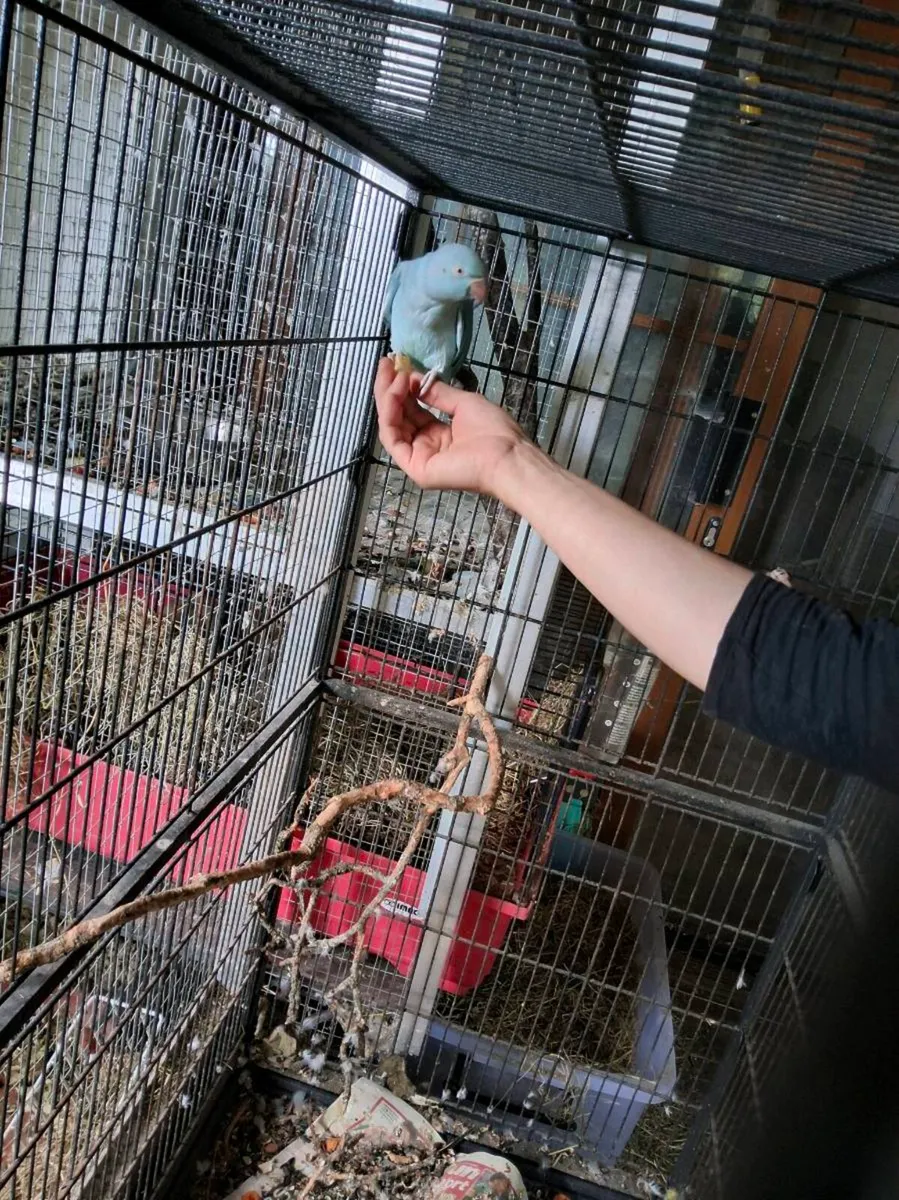 Ringneck - Image 4