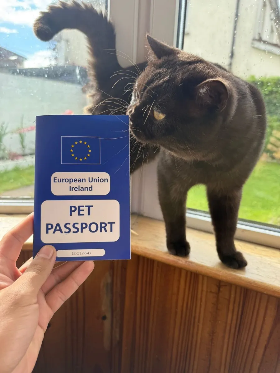 Cat - Image 1