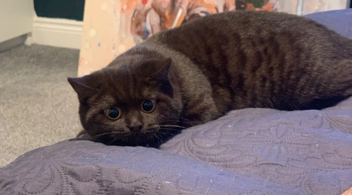 Cat - Image 2