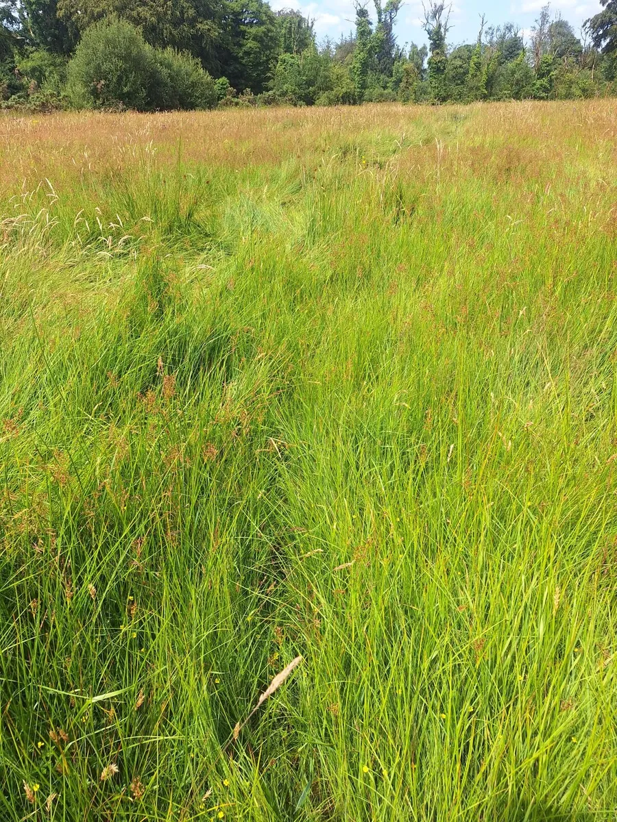 Hay/Bedding