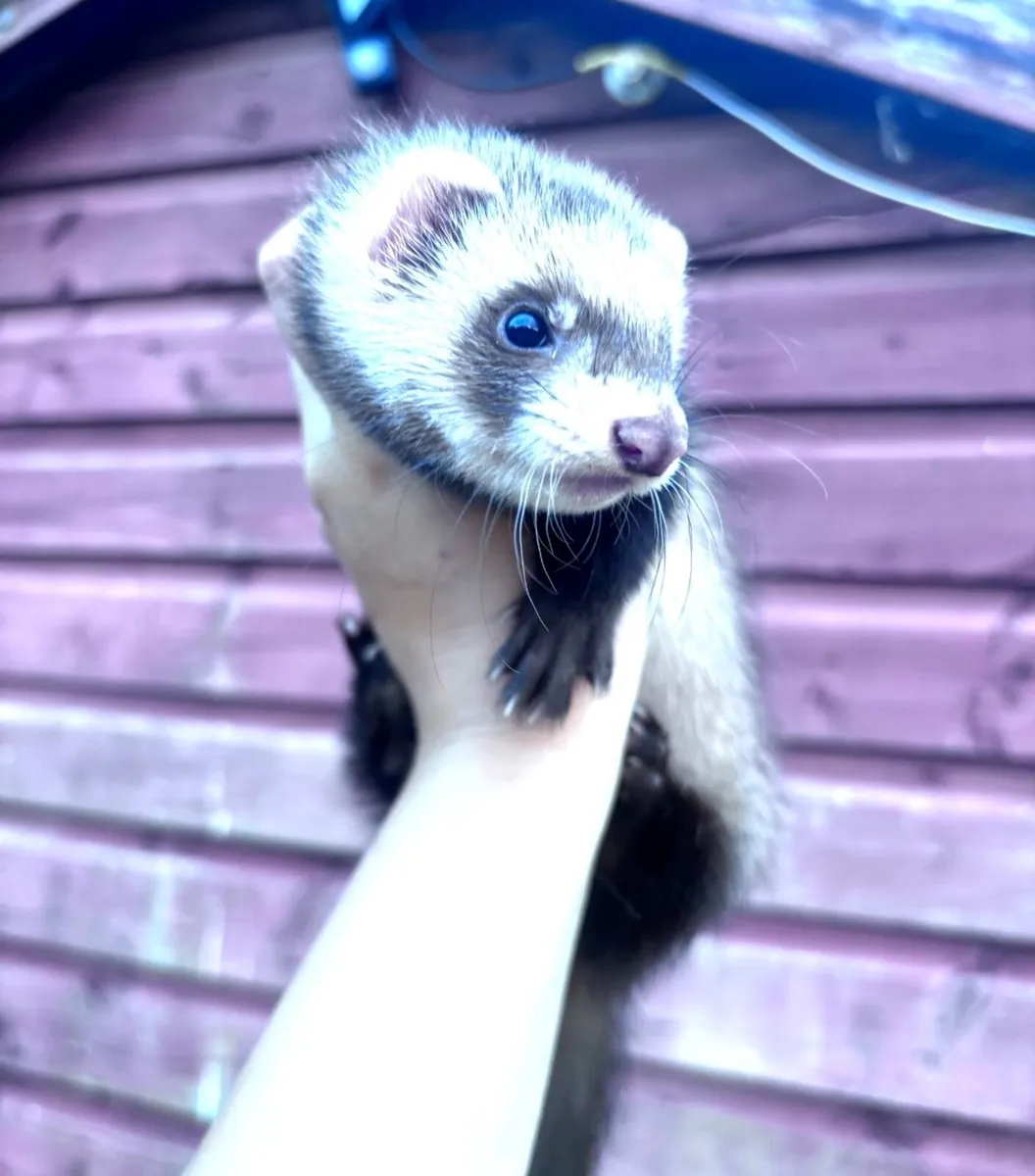 Polecat Ferret kits - Image 2
