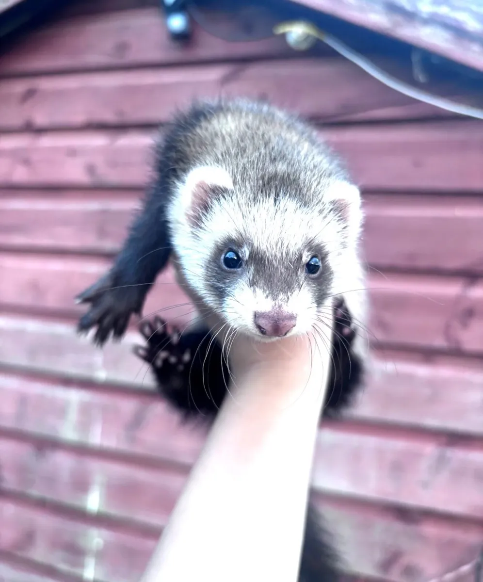 Polecat Ferret kits - Image 1