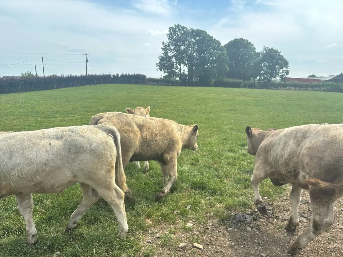 10 super 320 kg continental store heifers - Image 1