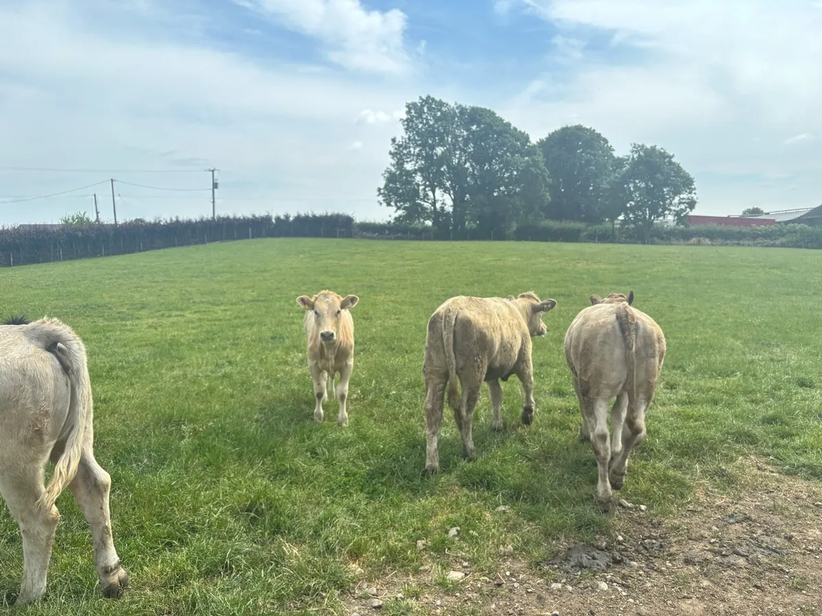 10 super 320 kg continental store heifers - Image 3