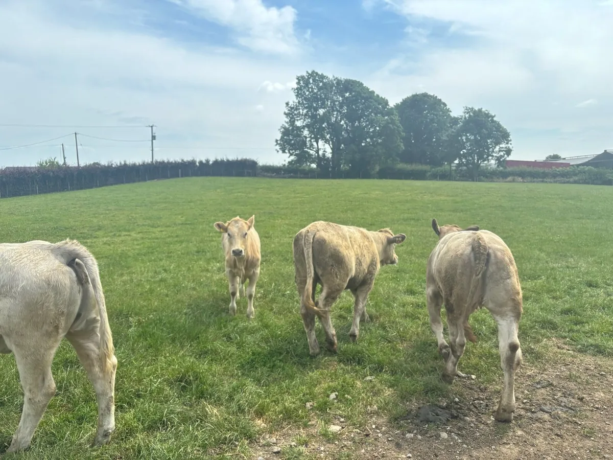 10 super 320 kg continental store heifers - Image 2