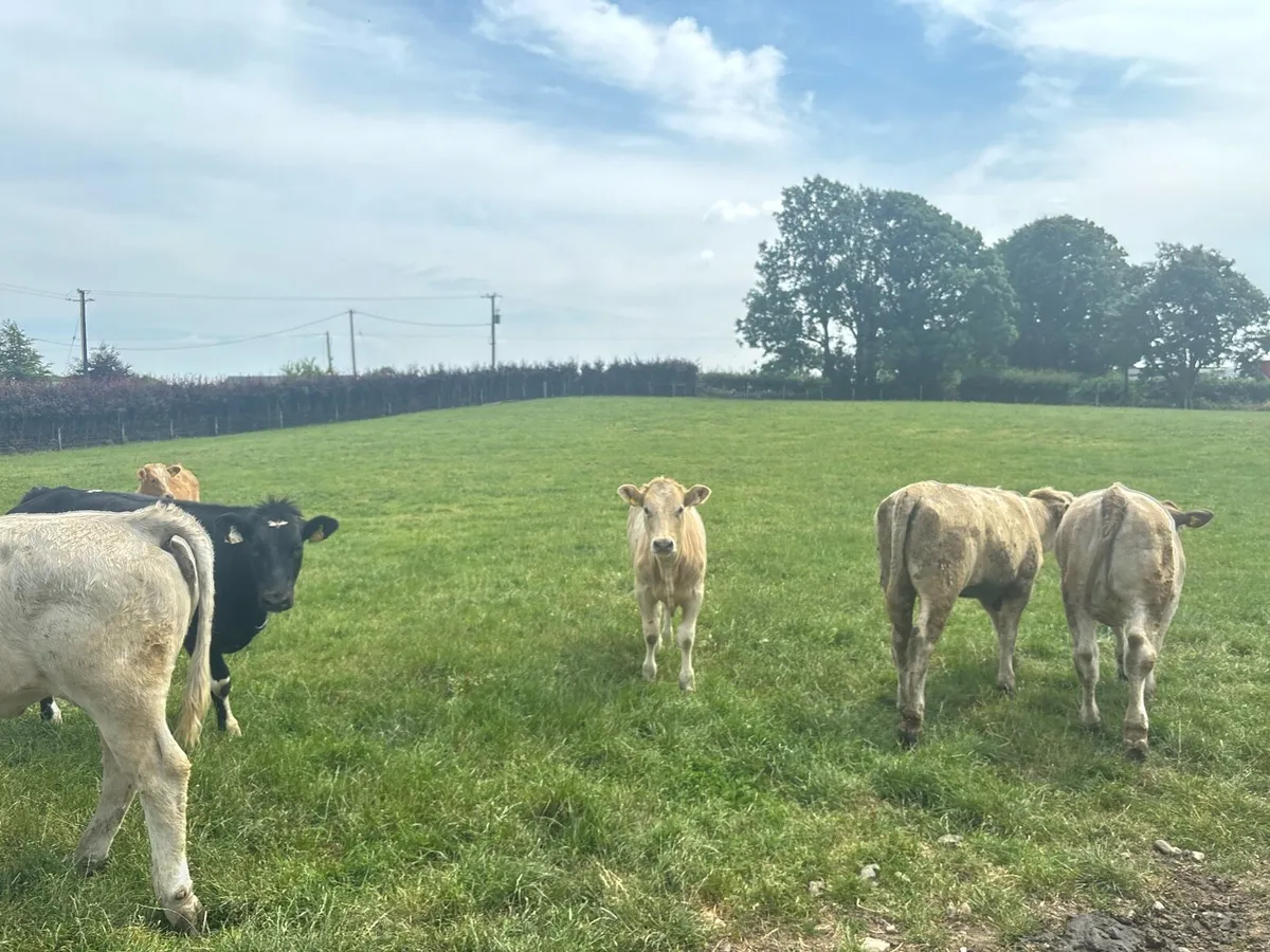10 super 320 kg continental store heifers - Image 4