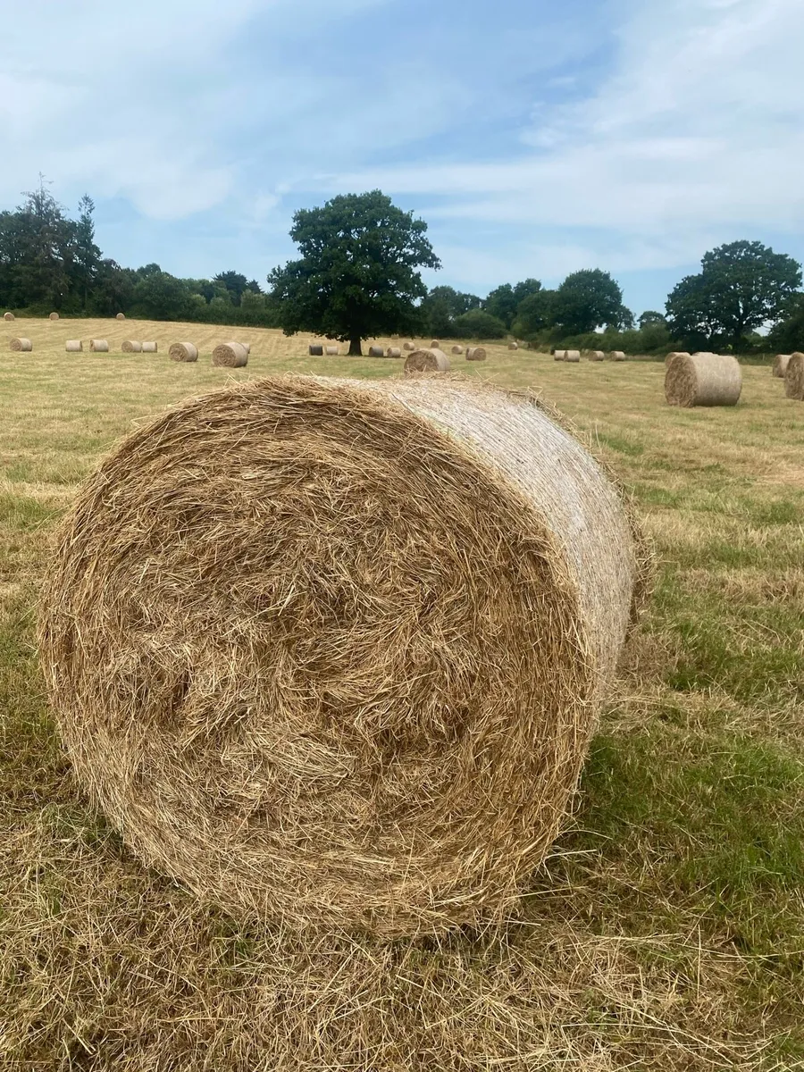 Round and square bales of hay - Image 1