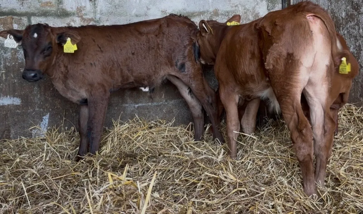 3 Smashing ai bred bulls - Image 1