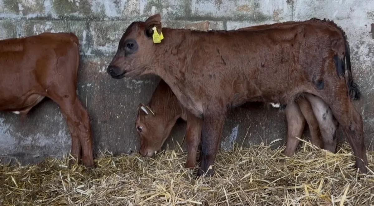 3 Smashing ai bred bulls - Image 2