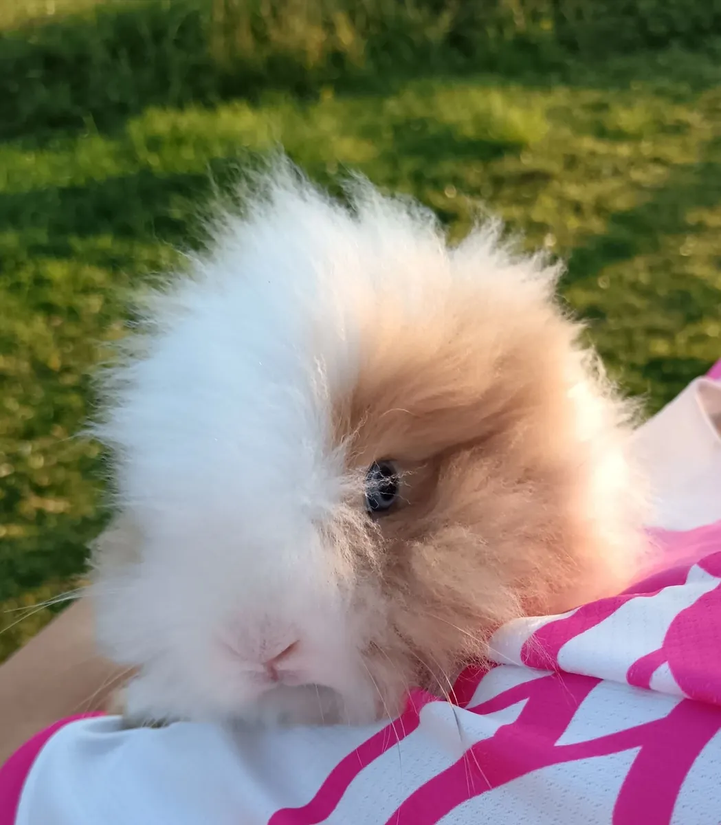 Double Lion Head Teddy Head Rabbits - Image 4