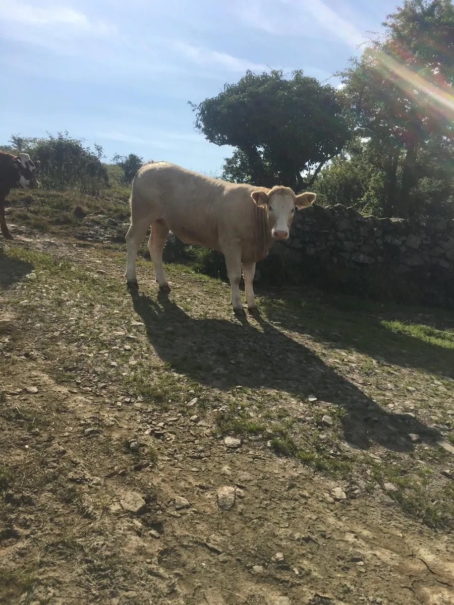 Breeding heifers - Image 2