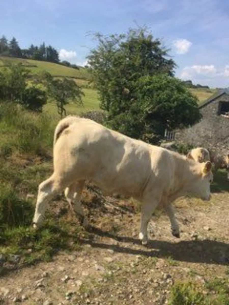 Breeding heifers - Image 1