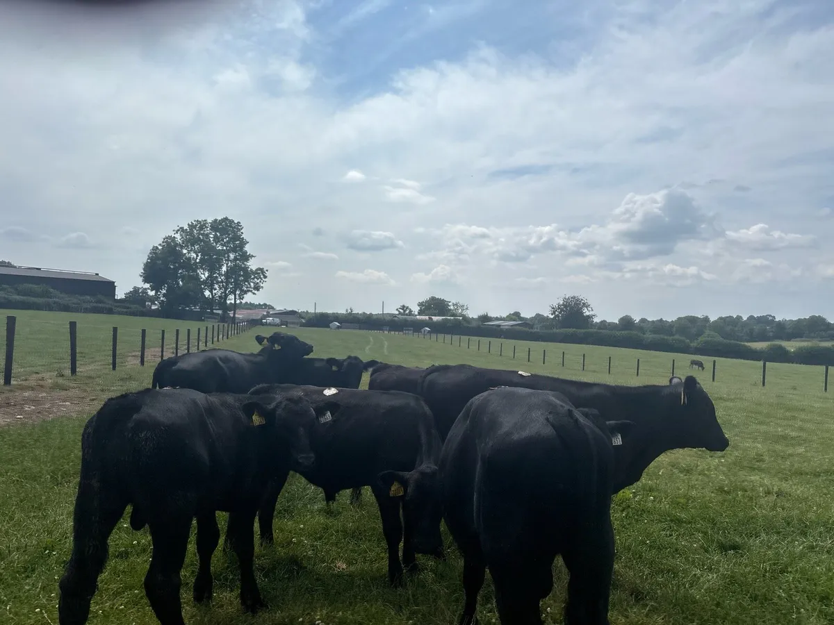10 super Angus weanling bullocks - Image 1