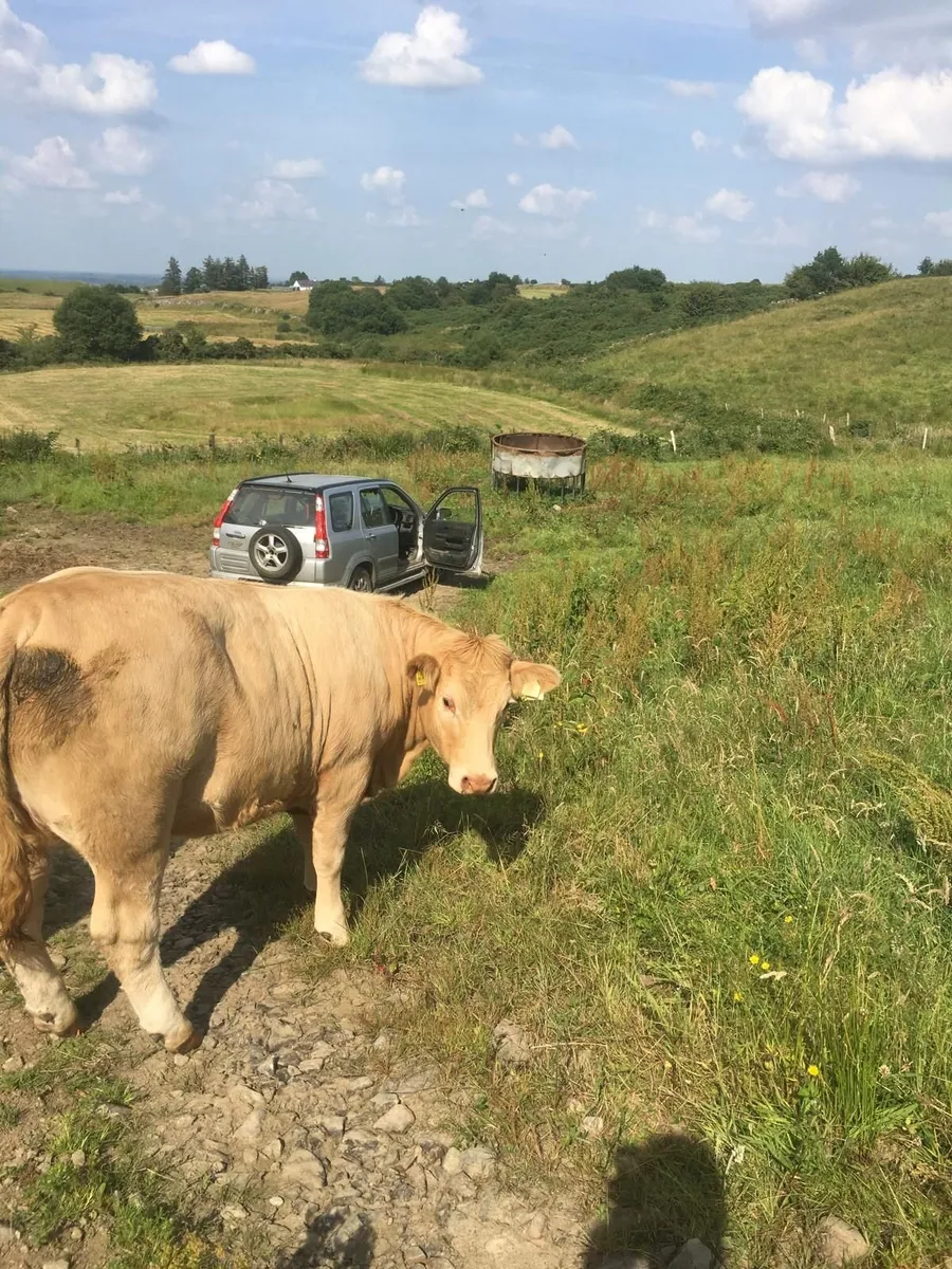 Breeding heifers - Image 3